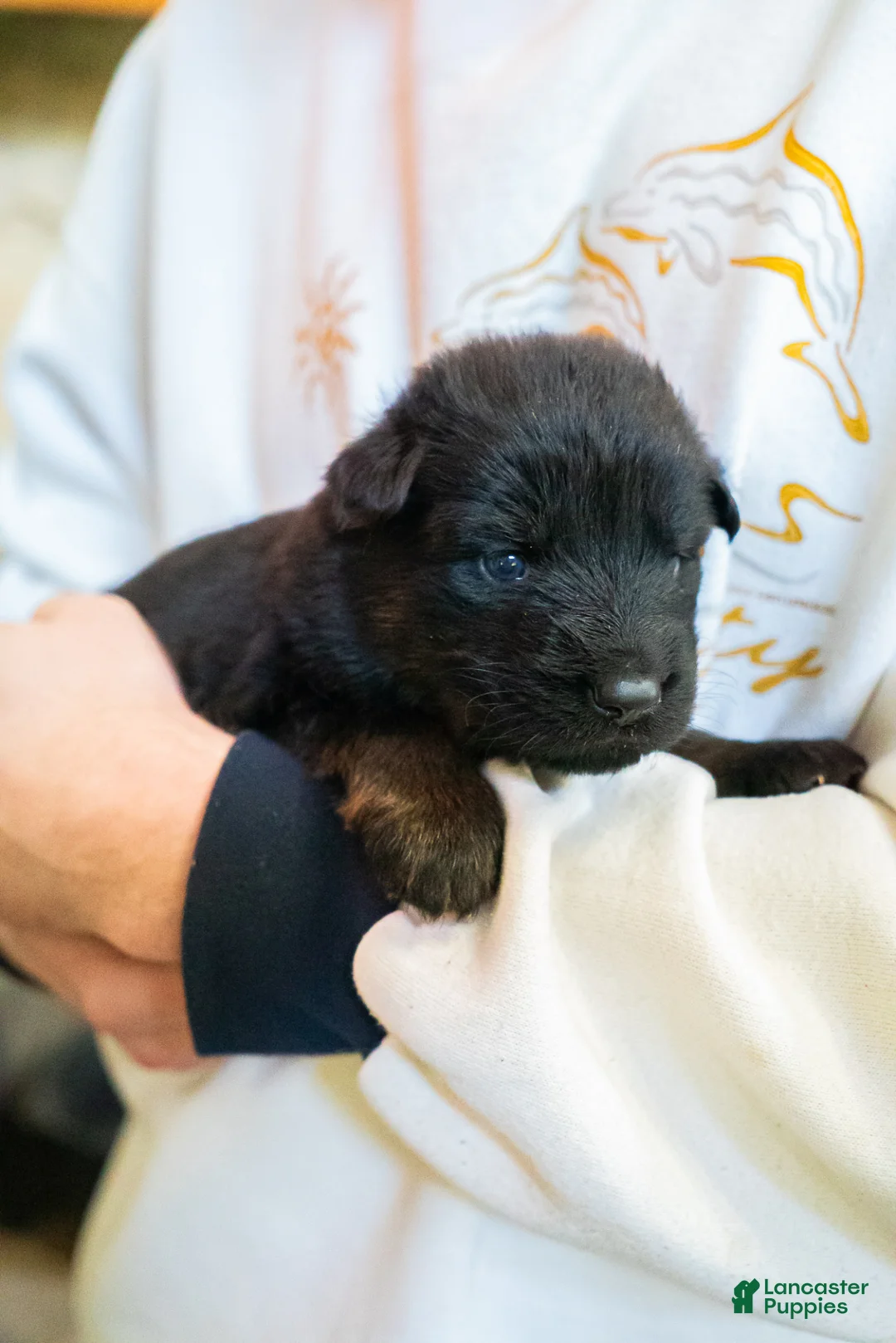 German Shepherd dogs for sale: German Shepherd Puppy 4 - Ad 1