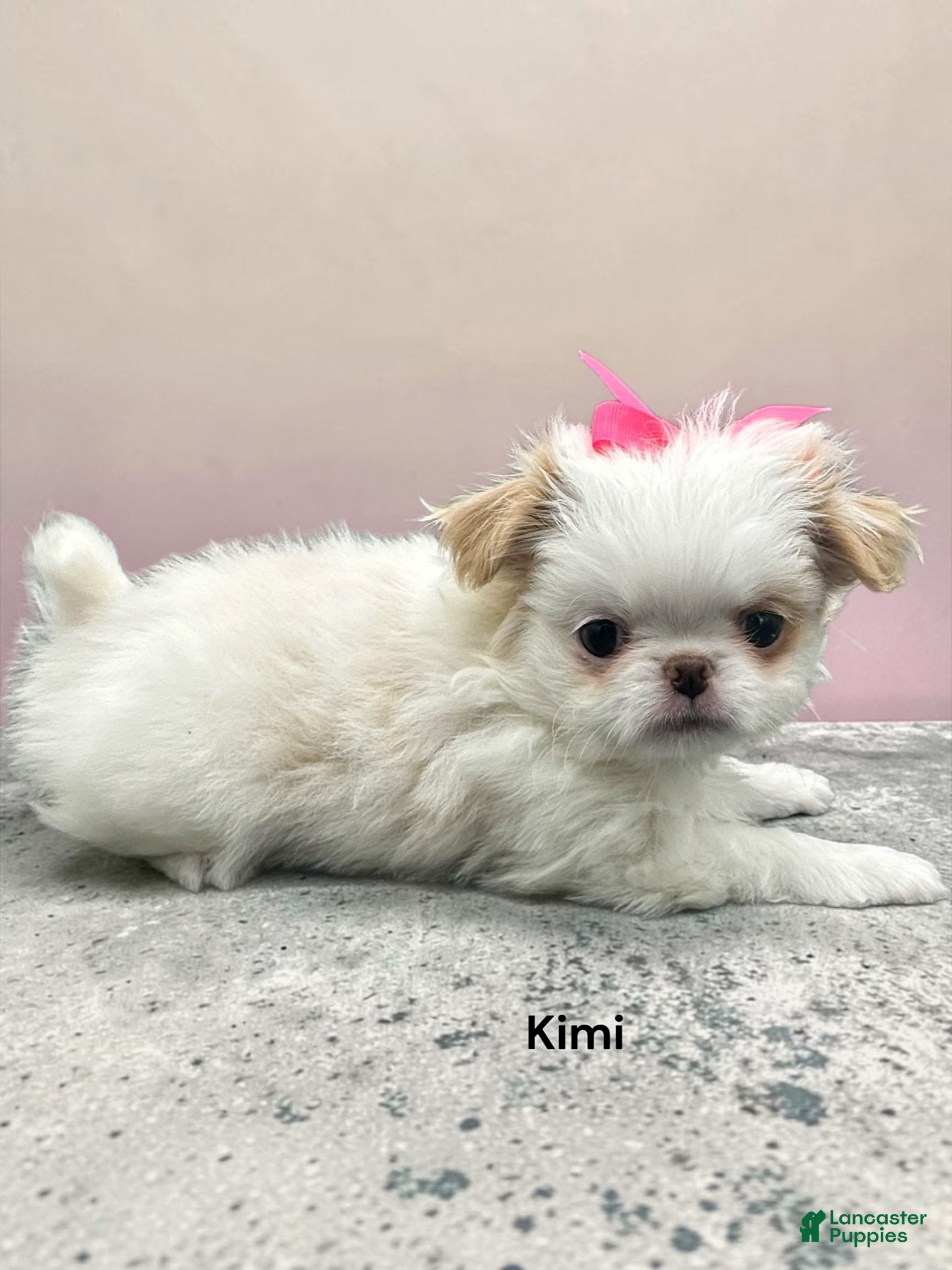 Japanese Chin dogs Kimi - Ad 1