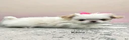 Japanese Chin dogs for sale: Kimi - Ad 1
