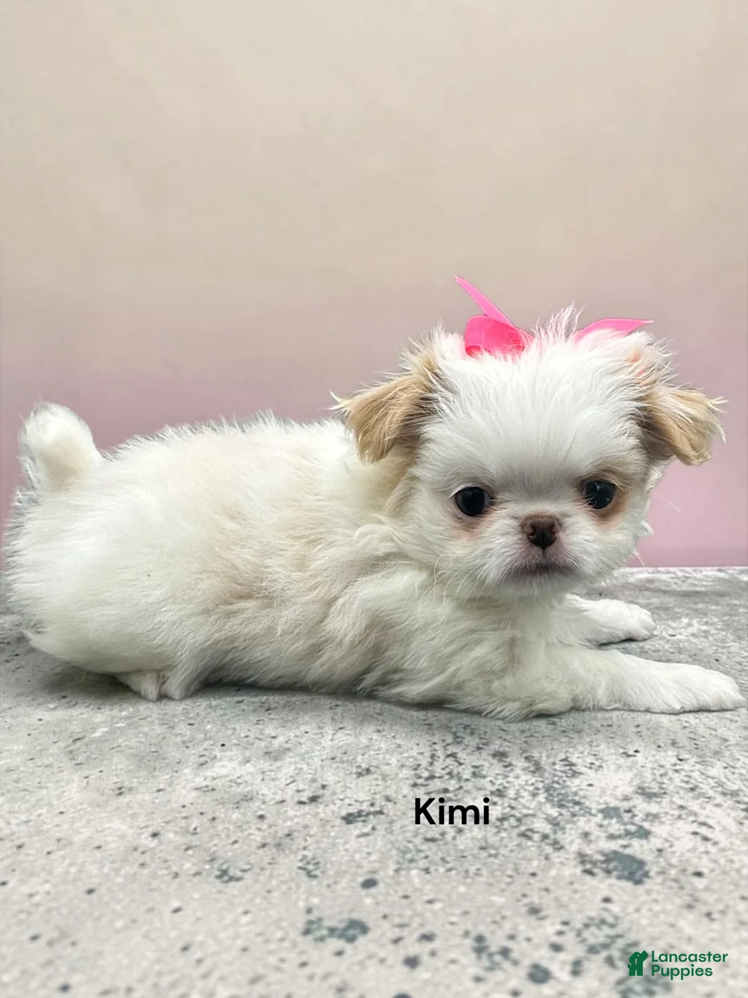 Japanese Chin dogs for sale: Kimi - Ad 1