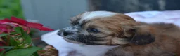 Shihpoo dogs for sale: Poppy - Ad 3