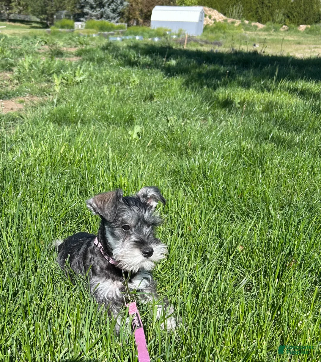Miniature Schnauzer dogs for sale: Chloe - Ad 2