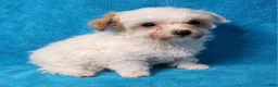 Yorkiepoo dogs for sale: August Blizzard - Ad 1