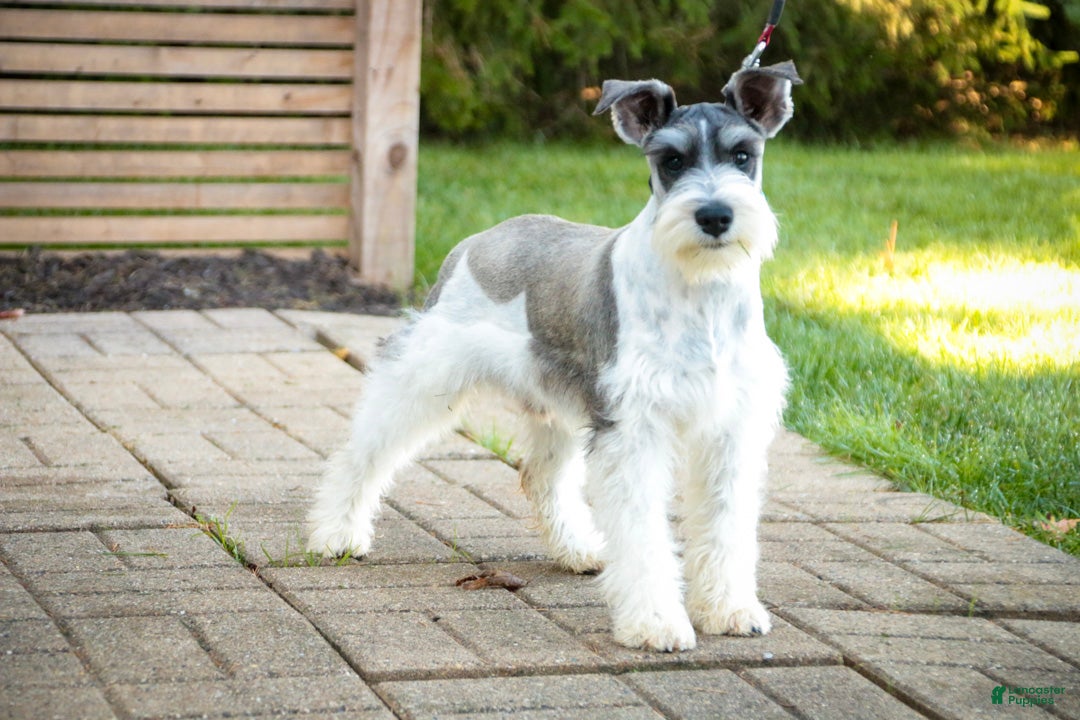 Miniature Schnauzer dogs for sale: Quinn Miniature Schnauzer (crate and leash Trained) - Ad 1