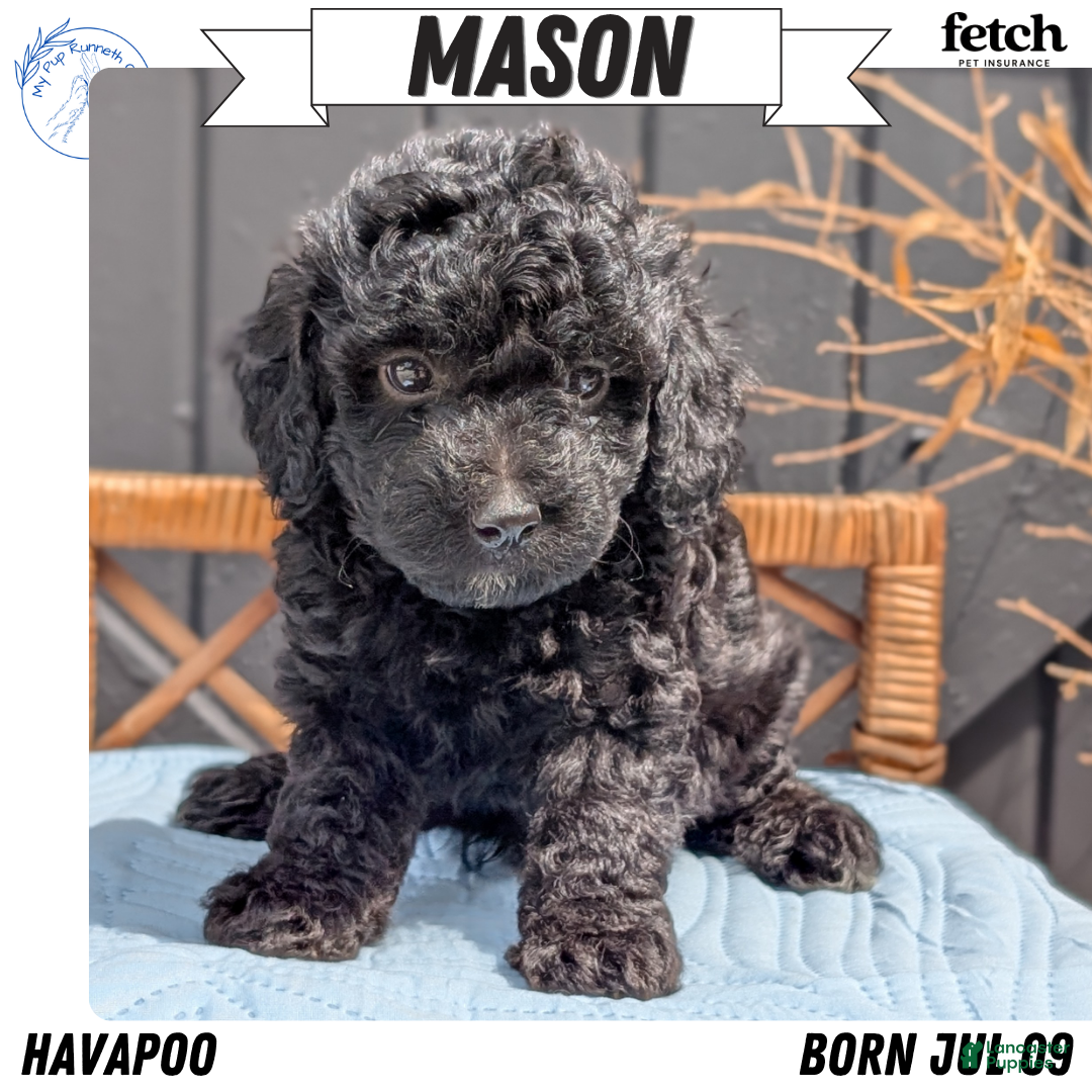 Mason, Havapoo