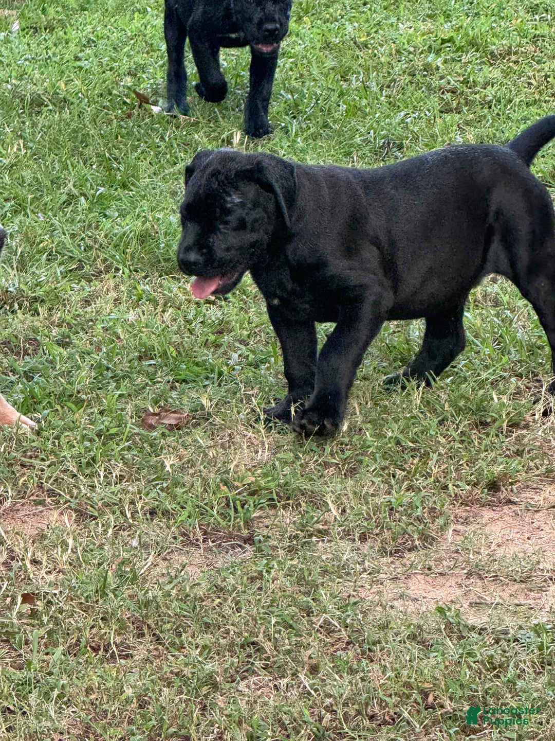 Cane Corso dogs for sale: Cane Corso 4 - Ad 2