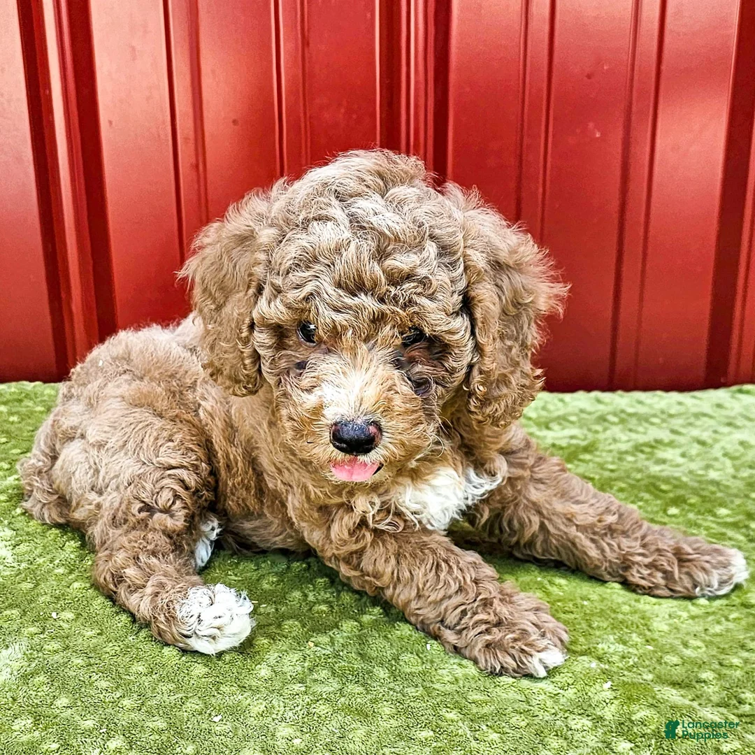 Miniature Poodle dogs for sale: Bobby - Ad 5