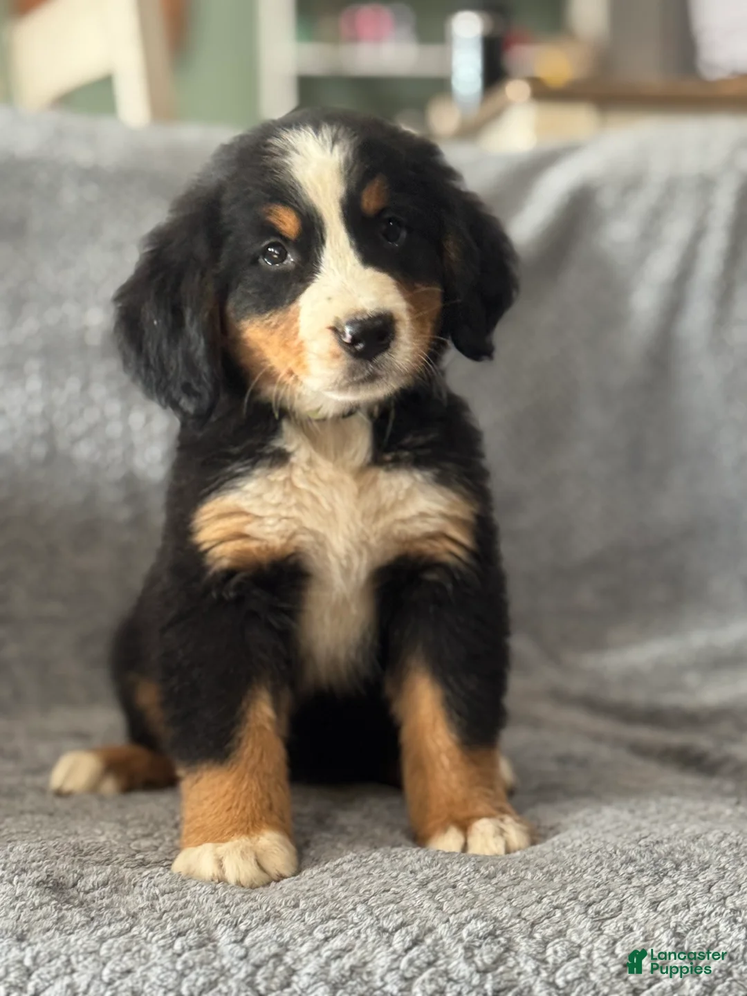 Bernese Mountain Dog dogs for sale: Sasha - Ad 1