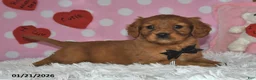 Miniature Golden Retriever dogs for sale: Cubit - Ad 10