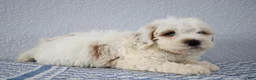 Mini Goldendoodle dogs for sale: Vlad - Ad 10