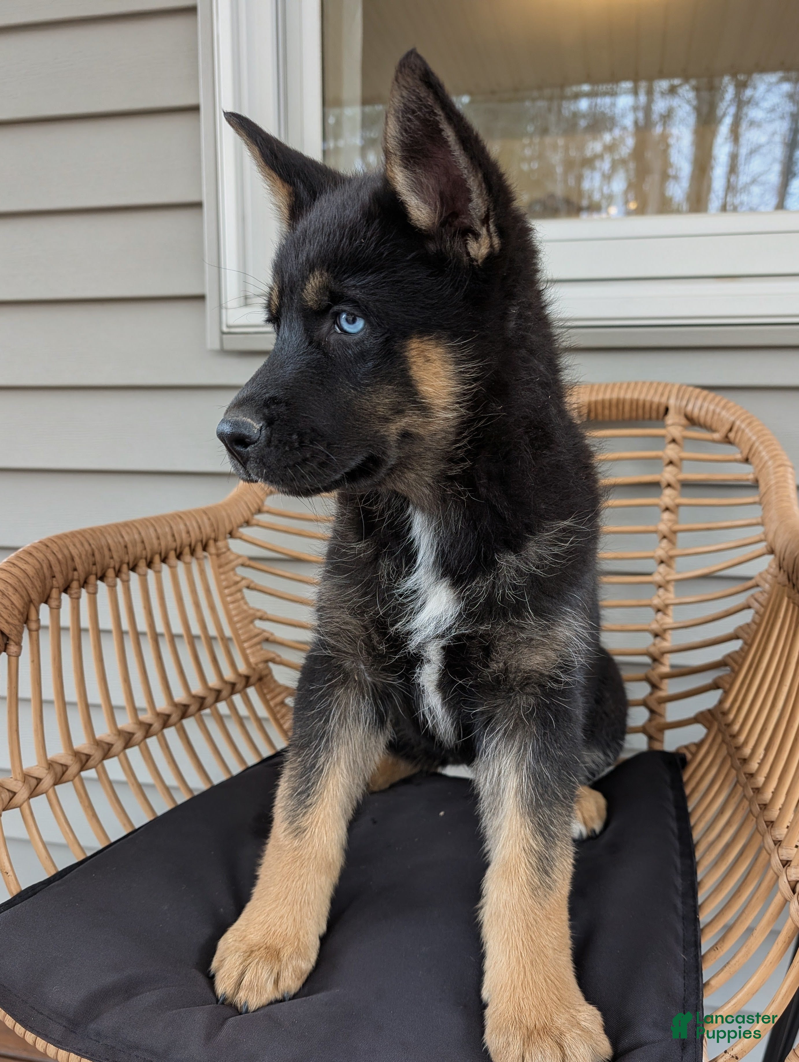 Gerberian Shepsky dogs Bessy - Ad 2