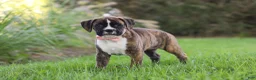 Boxer dogs for sale: Lacy - Ad 6