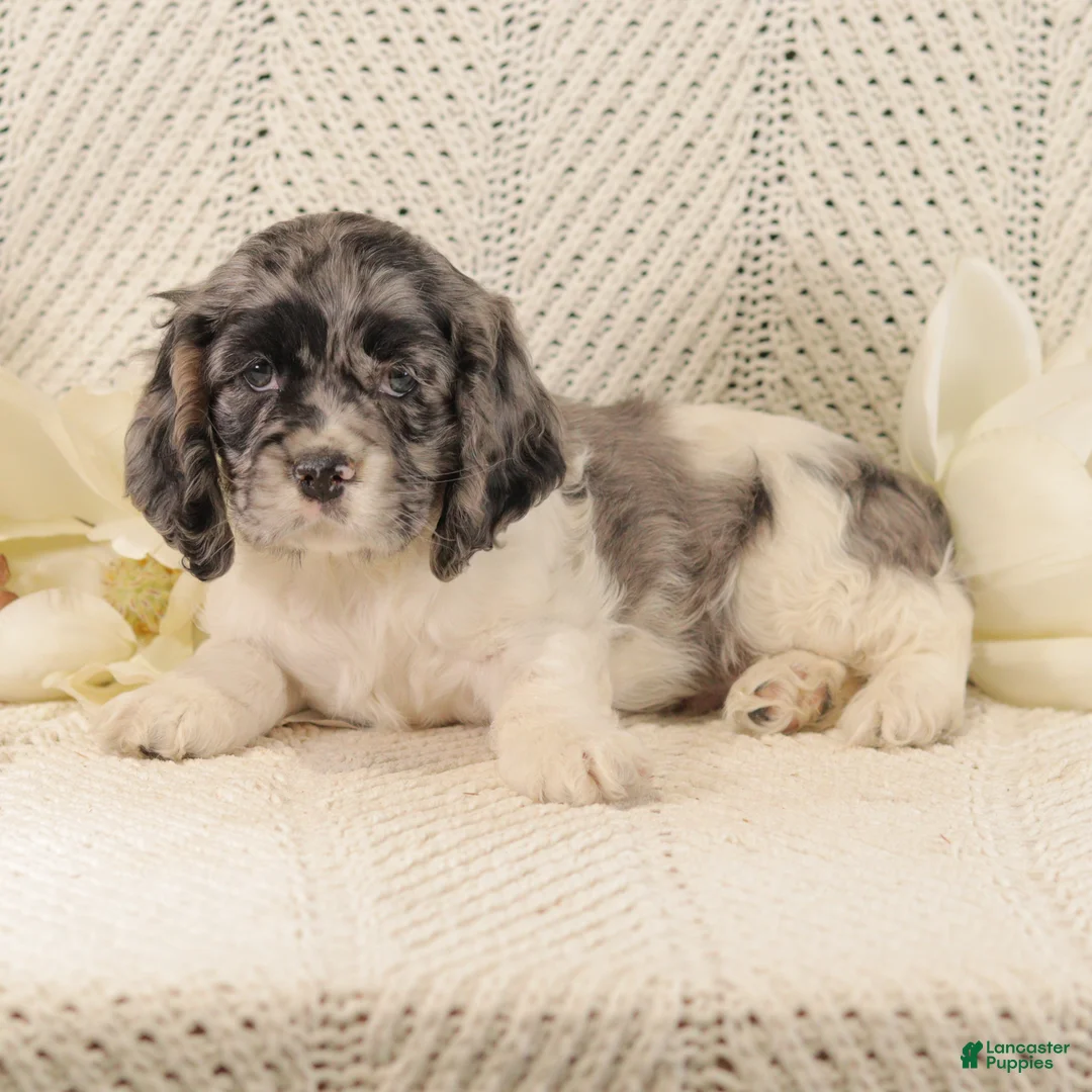 Cocker Spaniel dogs for sale: Baby Bear - Ad 3