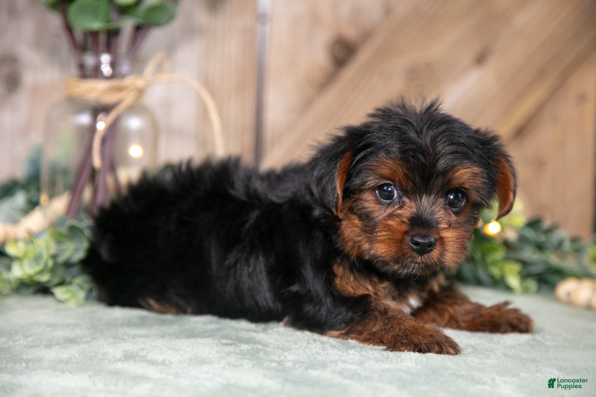 Yorkshire Terrier dogs Willow - Ad 2