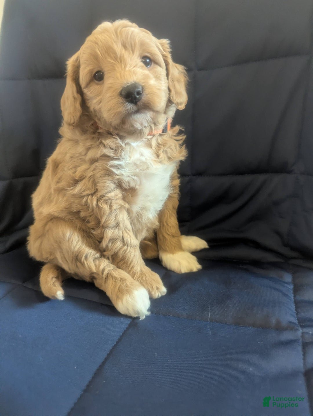 Mini Goldendoodle dogs for sale: Neil - Ad 2