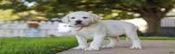 Labrador Retriever dogs for sale: Sherry - Ad 5