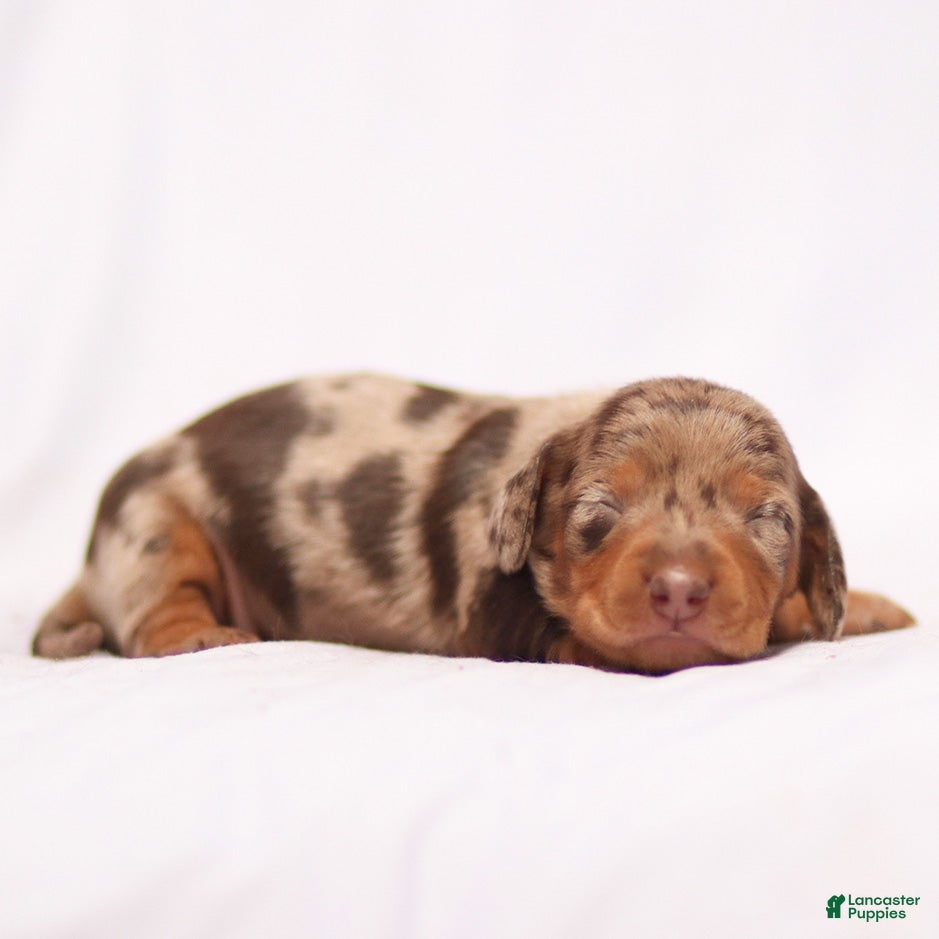 Miniature Dachshund dogs Arrow the Miniature Dachshund Puppy - Ad 3