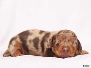 Miniature Dachshund dogs Arrow the Miniature Dachshund Puppy - Ad 1
