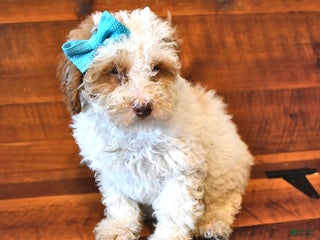 Miniature Poodle dogs - Ad 37