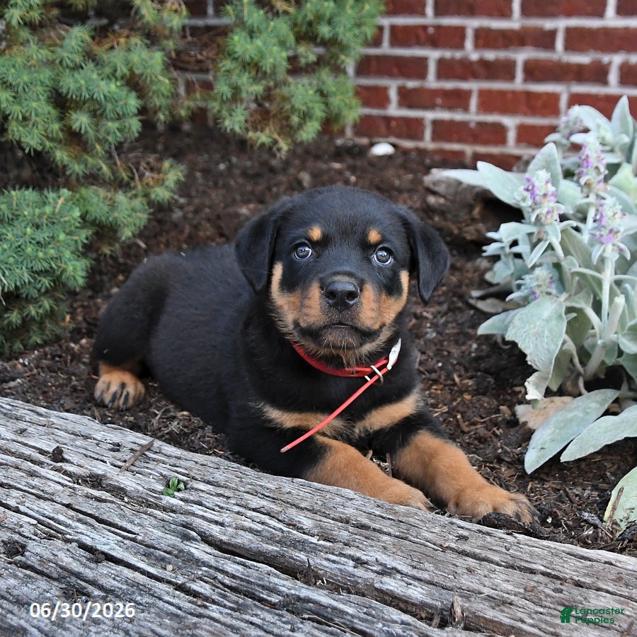 Rottweiler dogs Boots - Ad 1