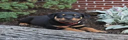 Rottweiler dogs for sale: Boots - Ad 1