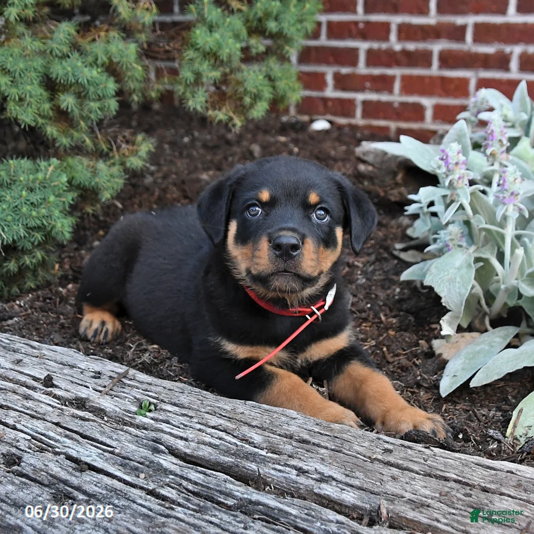 Rottweiler dogs for sale: Boots - Ad 1