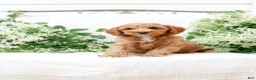Mini Goldendoodle dogs for sale: Landon - Ad 4