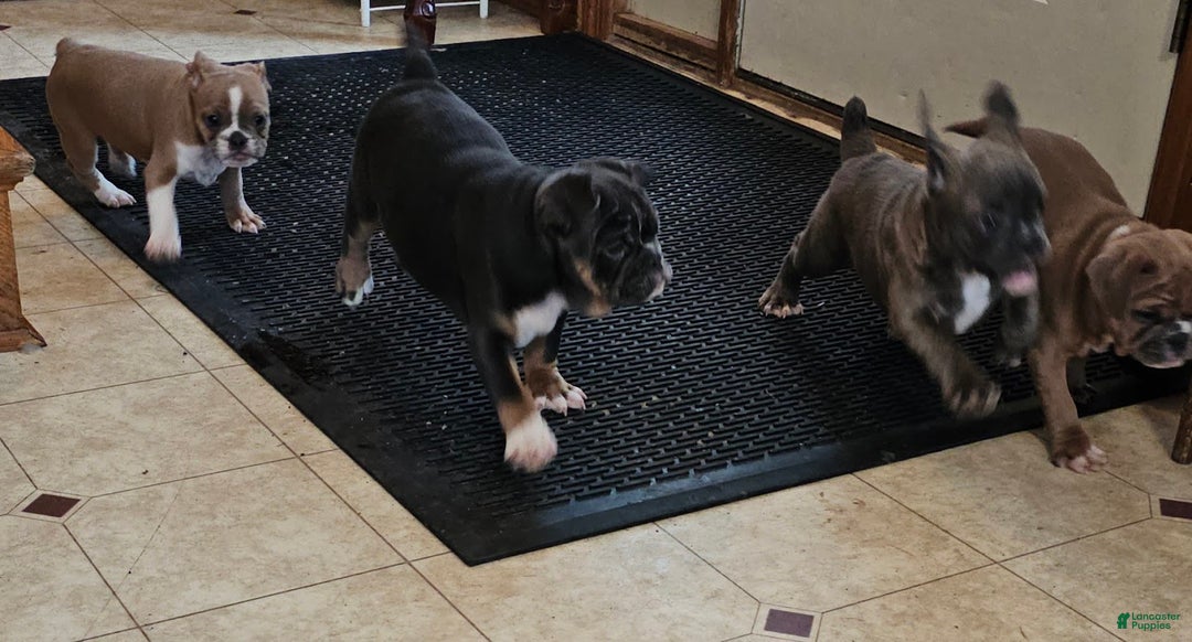 Mixed Breed dogs for sale: Blue Twist - Ad 10