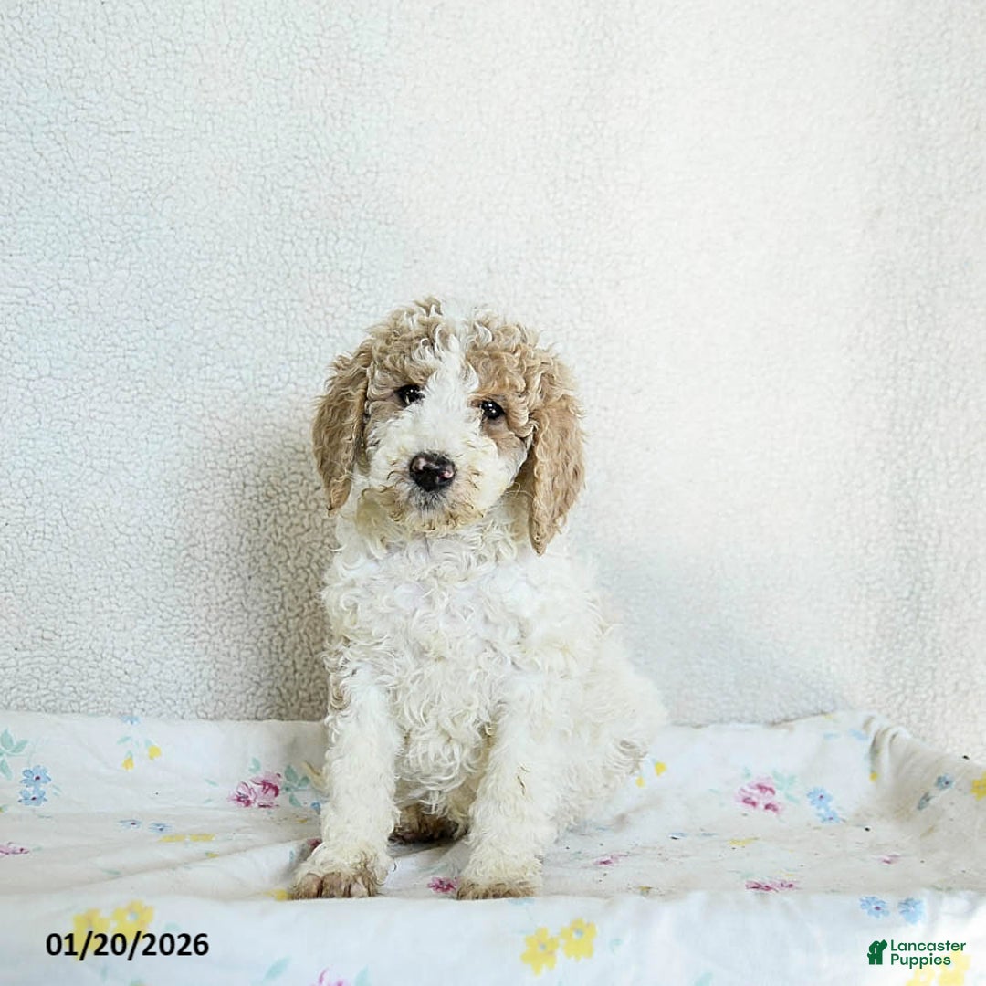 Standard Poodle dogs for sale: Misty - Ad 1