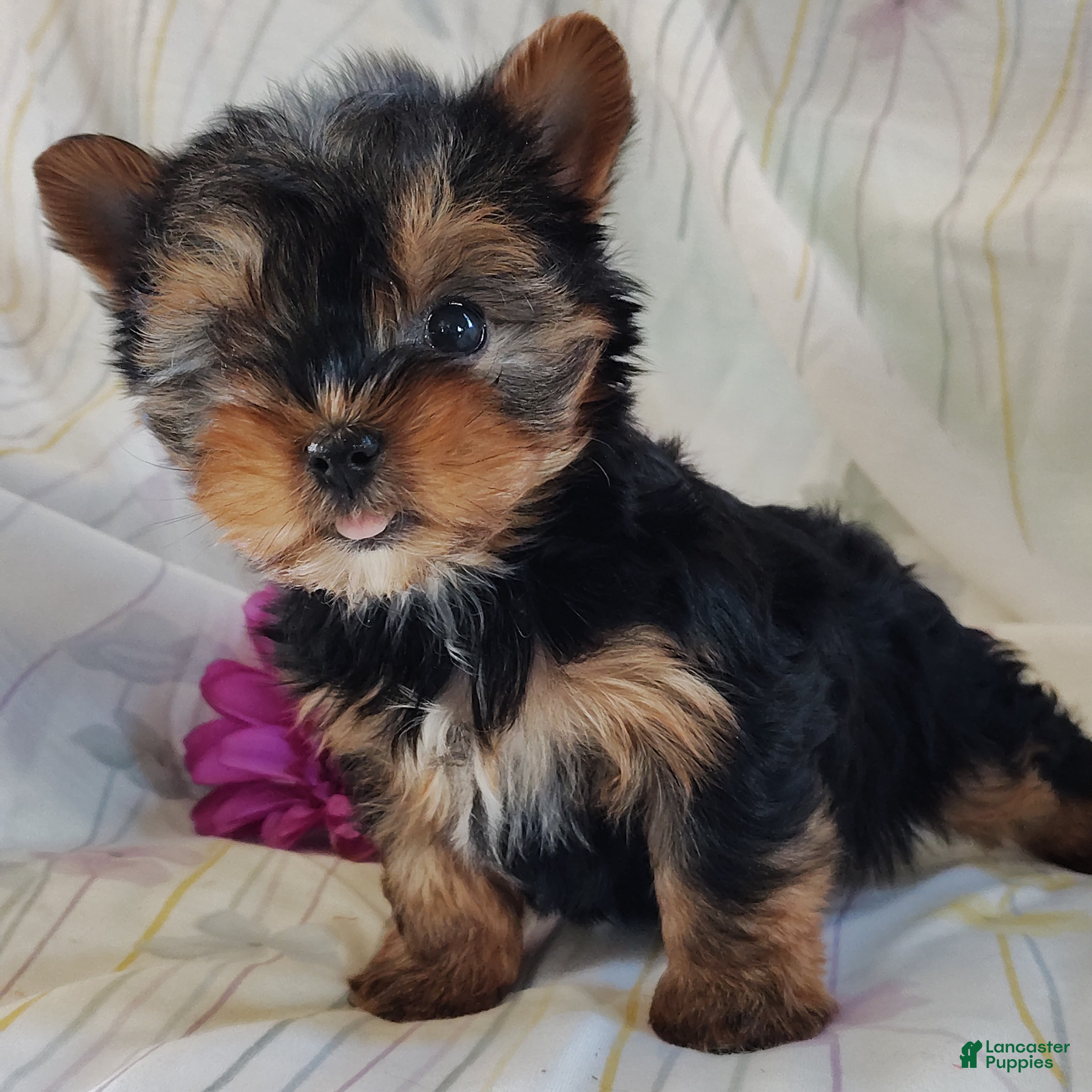 Yorkshire Terrier dogs Sage - Ad 2