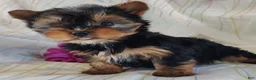 Yorkshire Terrier dogs for sale: Sage - Ad 2