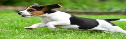 Beagle dogs for sale: Bella - Ad 15