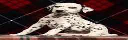 Dalmatian dogs for sale: Kelly - Ad 6