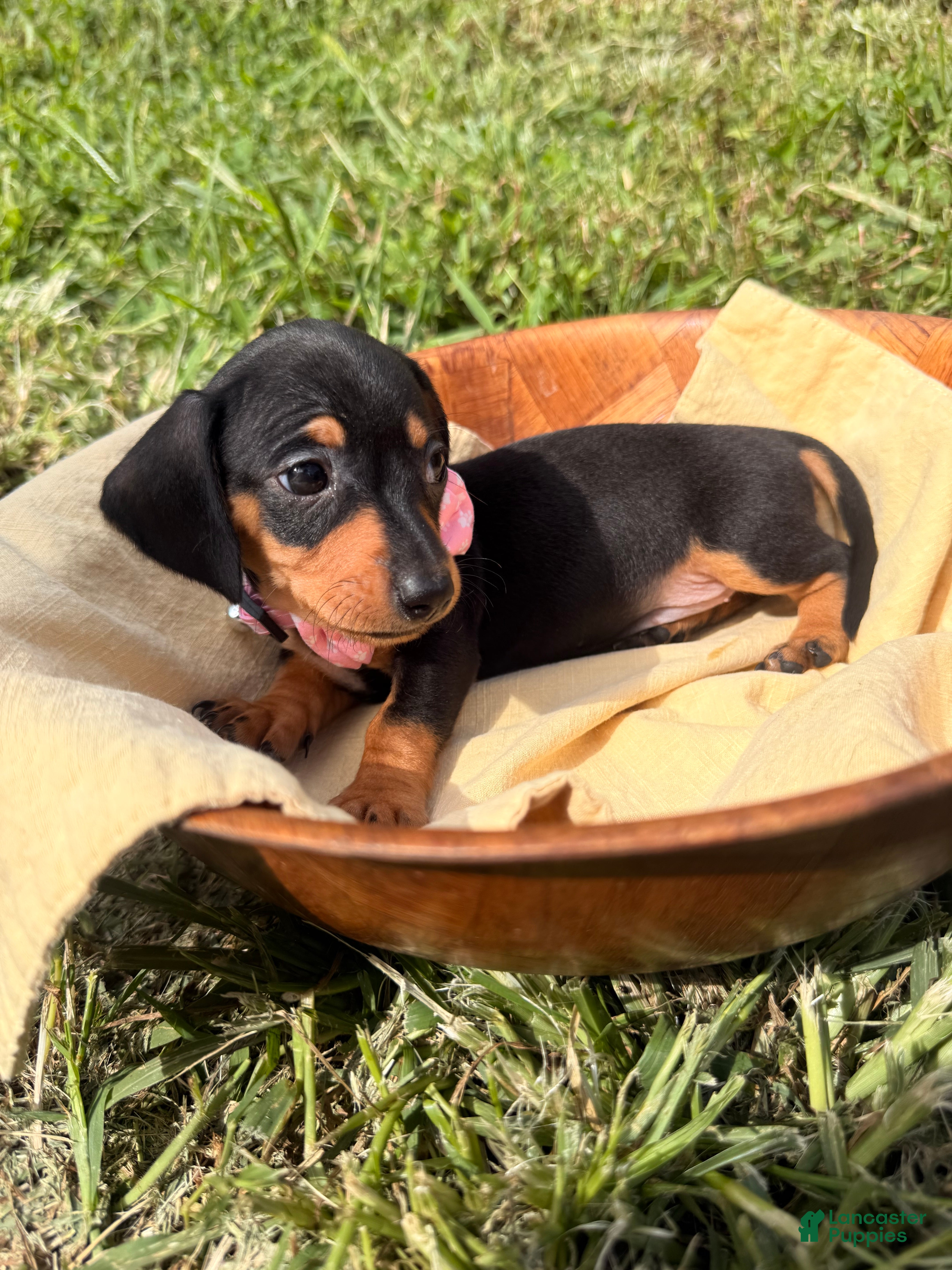 Miniature Dachshund dogs for sale: Lilly - Ad 1