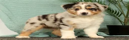 Miniature Australian Shepherd dogs for sale: Jake - Ad 1