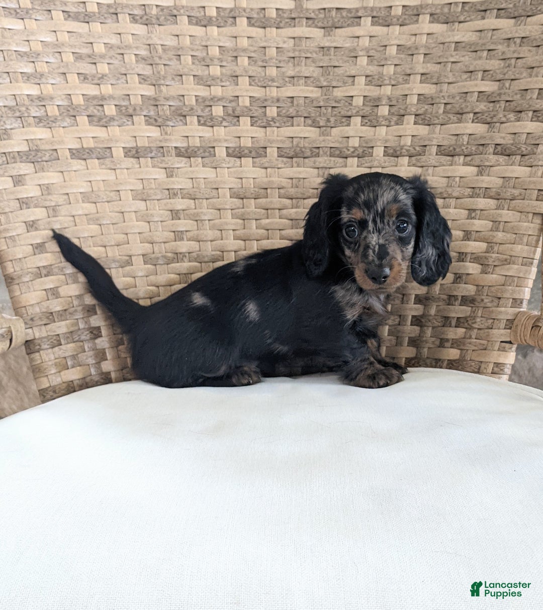 Miniature Dachshund dogs for sale: Jasmine  - Ad 3