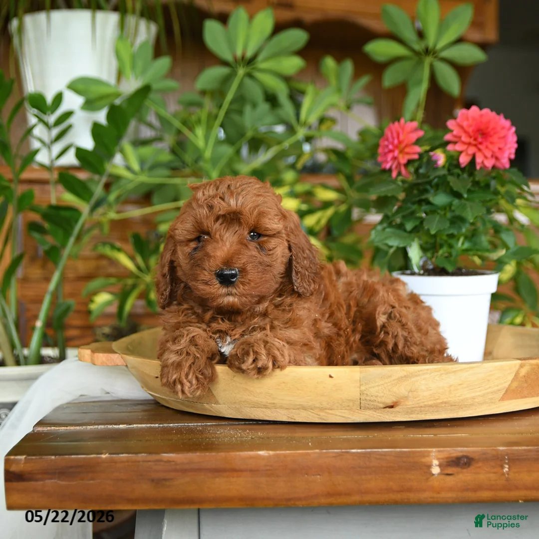 Mini Goldendoodle dogs for sale: Acorn - Ad 5