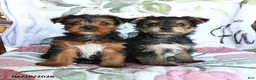 Yorkshire Terrier dogs for sale: Mia  - Ad 5