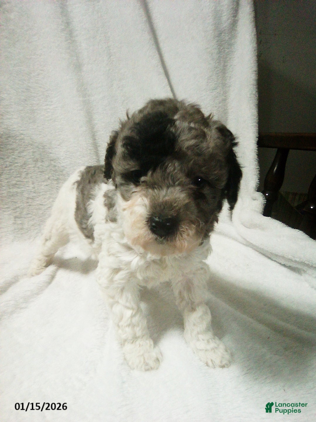 Toy Poodle dogs for sale: Eva - Ad 2