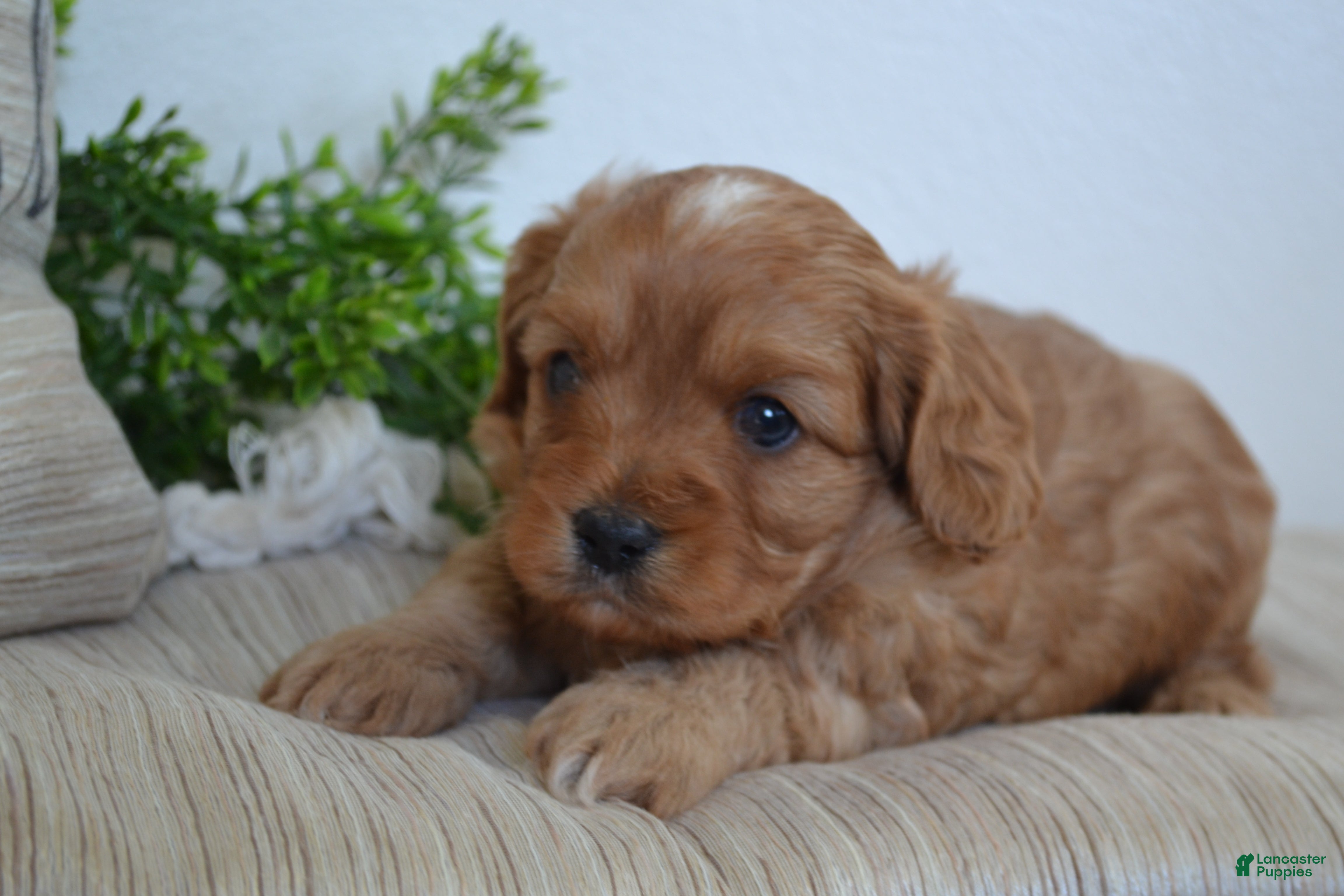 Miniature Poodle dogs Peanuts - Ad 26