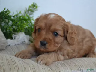 Miniature Poodle dogs Peanuts - Ad 38
