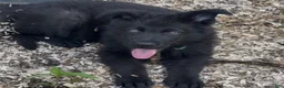 German Shepherd dogs for sale: ÚNICO  - Ad 6