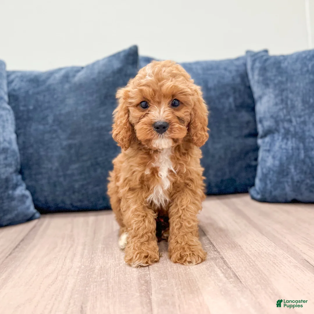 Cavapoo dogs for sale: Asher - Ad 1