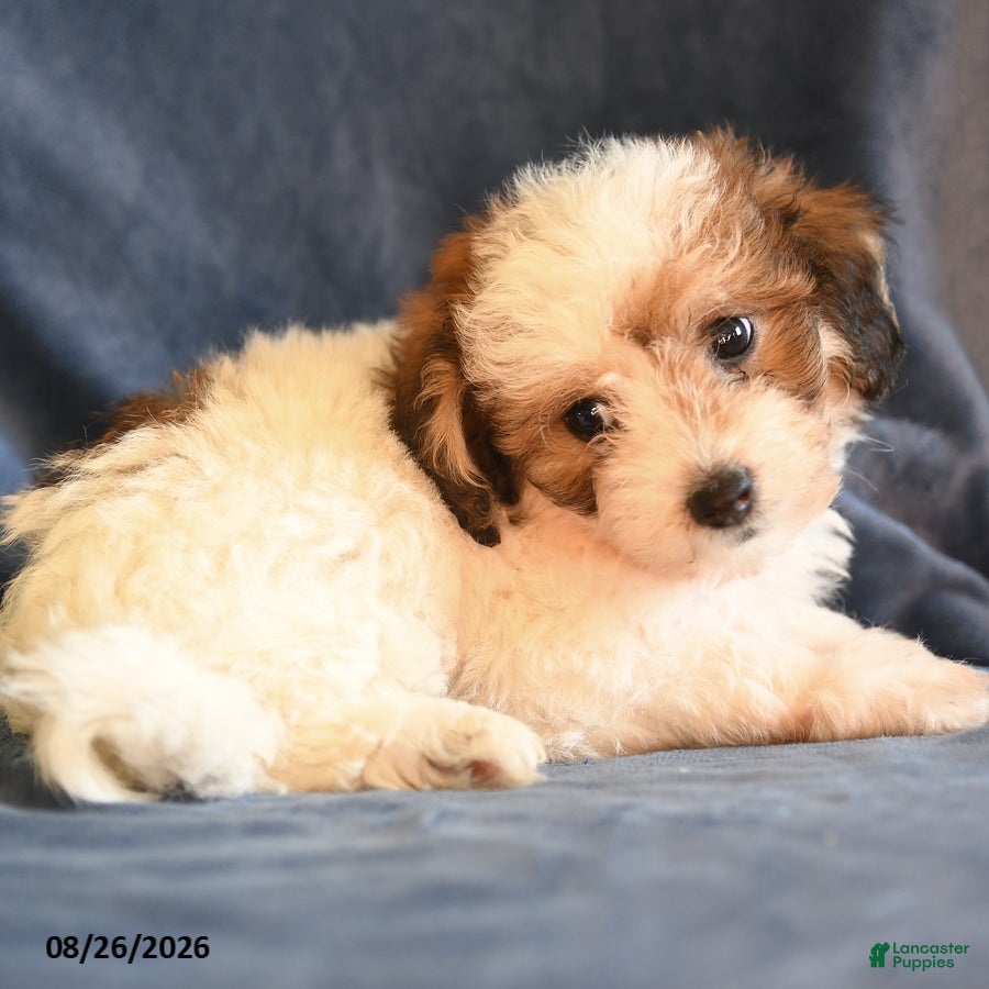 Bichpoo dogs Sheldon - Ad 2