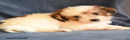 Bichpoo dogs for sale: Sheldon - Ad 2
