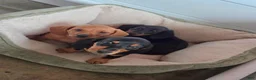 Dachshund dogs for sale: Antonio - Ad 1
