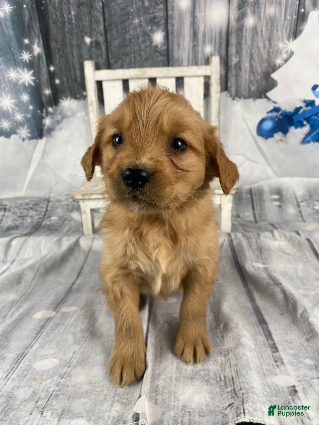 Golden Retriever dogs for sale: Suzy - Ad 8