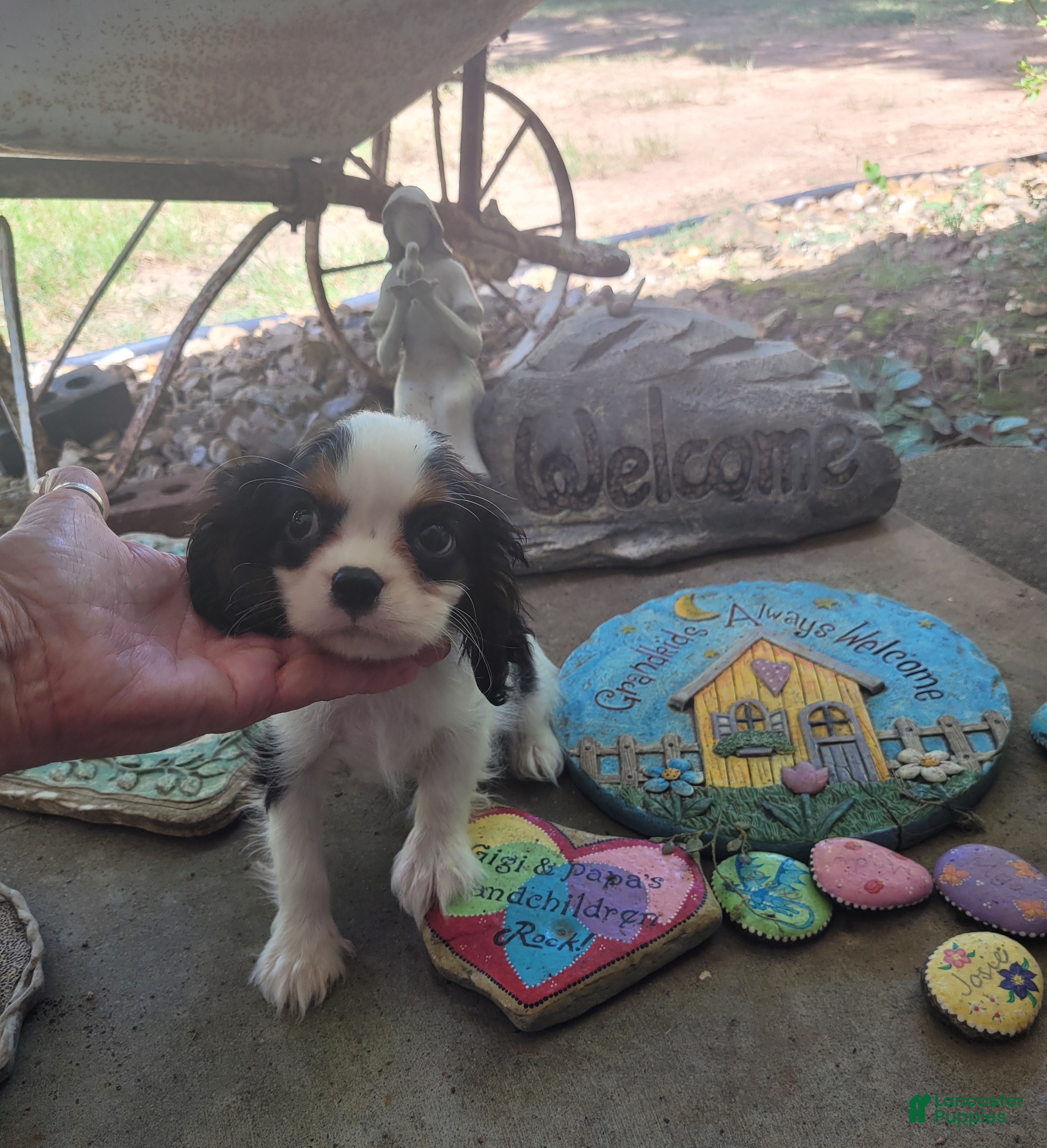 Cavalier King Charles Spaniel dogs for sale: Russ - Ad 1