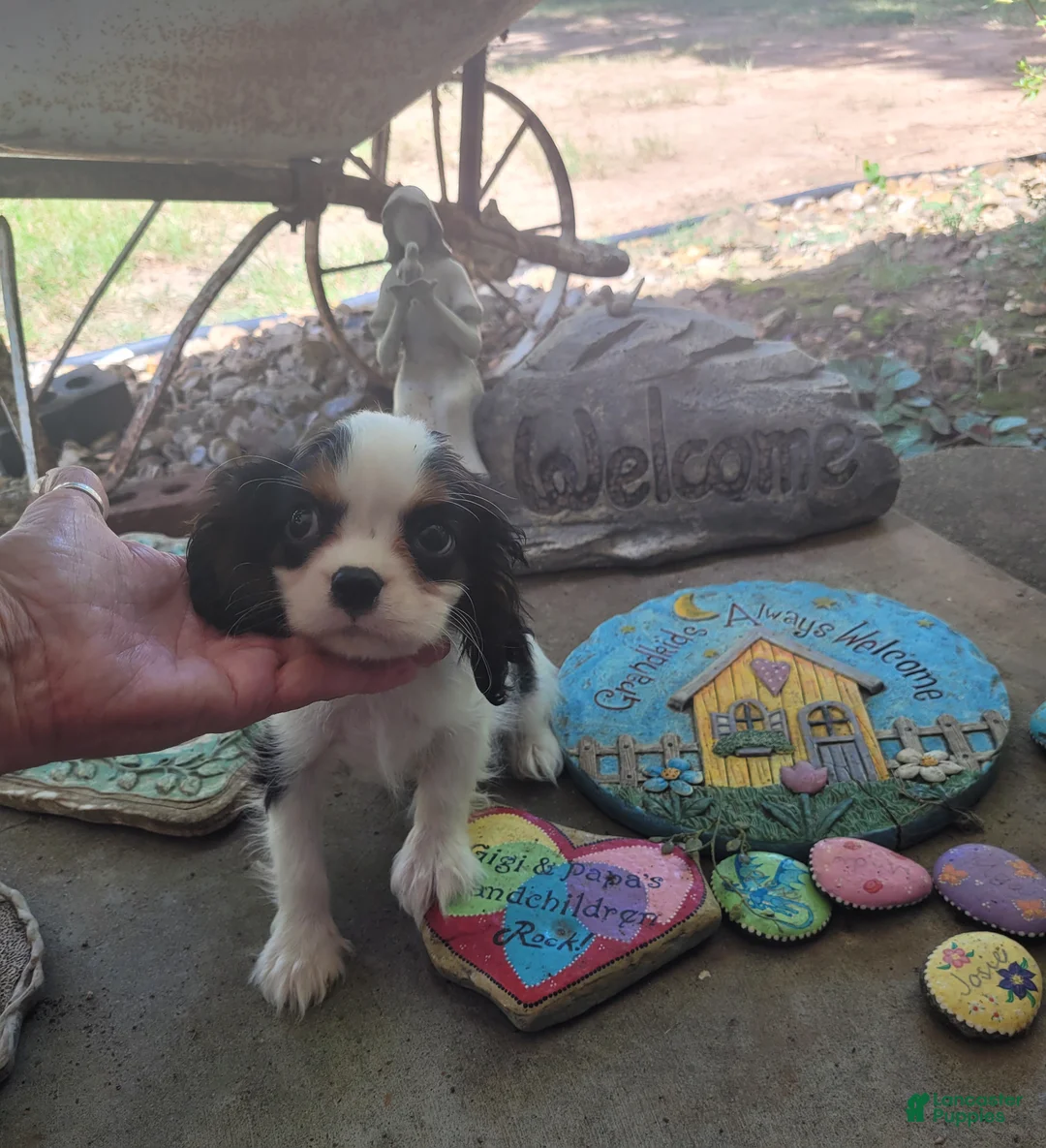 Cavalier King Charles Spaniel dogs for sale: Russ - Ad 1
