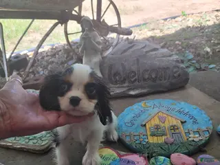 Cavalier King Charles Spaniel dogs Russ - Ad 11
